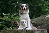 BERGER AUSTRALIEN - ADULT & PUPPY 117